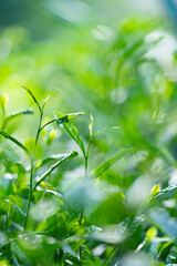 Naklejka premium 茶葉・茶畑・新茶