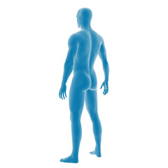 Blue anatomically accurate male figure in profile view