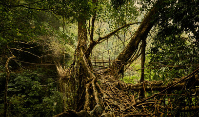 Living root bridge in Meghalaya, India