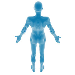 3D blue human anatomy model from behind.