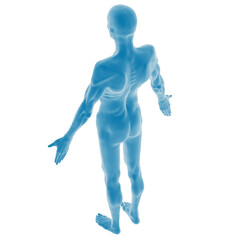 3D blue human anatomy model in dynamic pose.