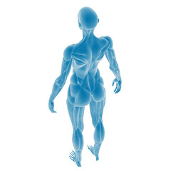 3D rendering of a human muscular system