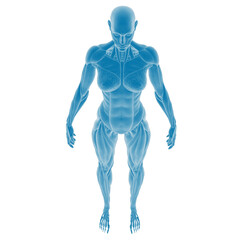 3D illustration of the female muscular system.