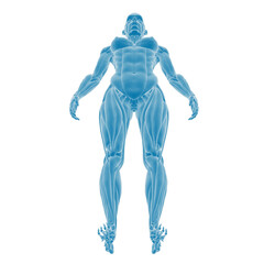 Digital human anatomy illustration in blue tones