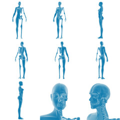 Human skeleton and anatomy illustration set.