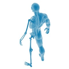Stylized blue human skeletal structure illustration