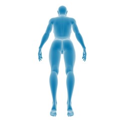 Blue anatomical illustration of a human figure