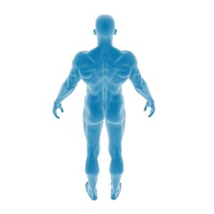 Blue 3D model of human anatomy, rear view