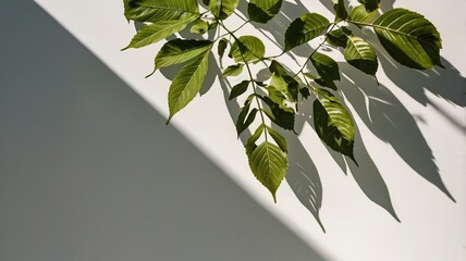 The shadow of the tree branches