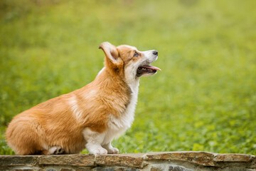 Side Profile of Welsh Corgi in Natural Green Environment