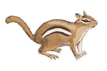 Chipmunk hand drawn vector illustration