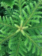 Close-up of a vibrant green plant with delicate leaves, showcasing natural beauty