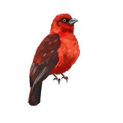 red cardinal bird