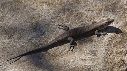 Small lizard in Grampians National Park in Victoria, Australia
