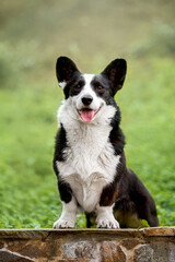 Cardigan Welsh Corgi dog with Black and White Coat Sitting Outdoors