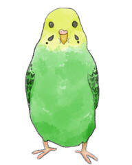 緑の立っているセキセイインコ