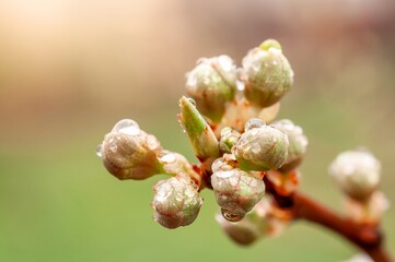Fresh spring buds covered in glistening water droplets promise new beginnings and vibrant growth.