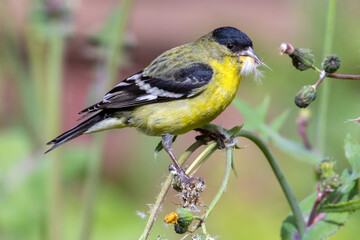 Lesser Goldfinch Adult Male Feeding. Mountain View, Santa Clara County, California, USA.