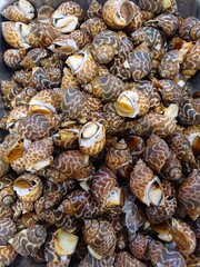 close up sea tiger snail as background texture. Babylonia spirata. Sea tiger snail is a terrestrial gastropod mollusk.
