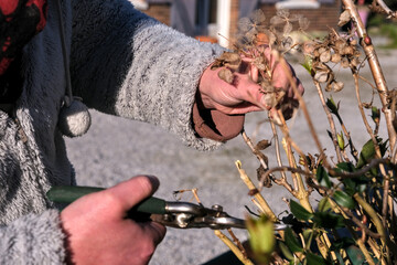 A close-up of hands pruning a hydrangea bush in a garden, highlighting care, beauty, and seasonal...