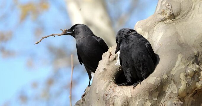 Couple of Western jackdaws (Coloeus monedula), nesting on a platanus, France
