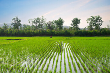 A farmer plants rice alone at the beginning of the growing season in Thailand.