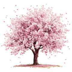 Beautiful cherry blossom tree, with a transparent background