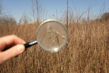 Magnifying glass focused on dry grasses