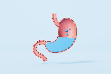 3d rendering medical stomach in blue background