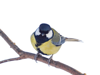 Obraz premium great tit isolated on transparent background. Parus major or Great Tit sitting on a branch and looking at camera, clipping path. Cute bird Great tit, songbird sitting on branch without leaves