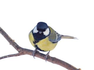 great tit isolated on transparent background. Parus major or Great Tit sitting on a branch and looking at camera, clipping path. Cute bird Great tit, songbird sitting on branch without leaves
