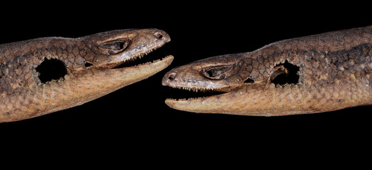 Common Sun Skink Thailand