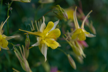 Fototapeta premium Vibrant yellow Aquilegia flowers bloom in a sunny garden setting