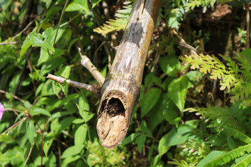 Bamboo stem with hole amidst green foliage. Natural detail.