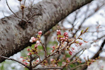 咲き始めた桜の花