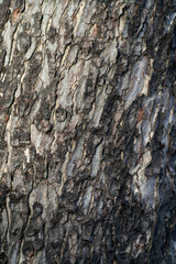 Cow tamarind tree bark texture