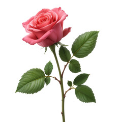 Naklejka premium Beautiful Pink Rose with Green Leaves ,Perfect for Floral and Nature-Themed Designs