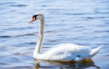 Swan swim in the lake