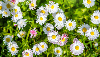 Obraz premium White small daisies blooming on grass background 