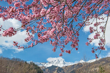 pink flowers of a blooming prunus on the background of snowy mountain peaks and blue sky