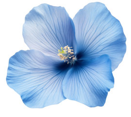 Beautiful single blue flower isolated on a transparent background