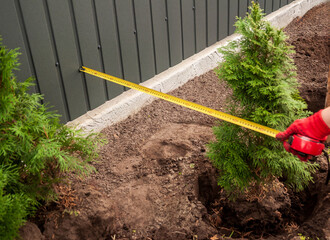 Measuring the space between two newly planted thuja trees along the fence for perfect landscaping.