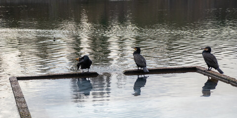 A large cormorants sit in pond of public park in Paris, France