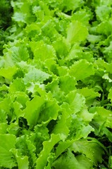 Lush green lettuce thrives in a garden, showcasing the beauty of fresh, homegrown vegetables.