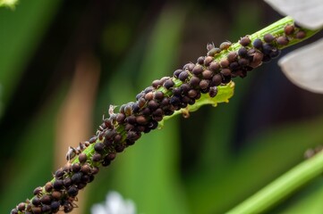 A stem is densely populated with black bean aphids, indicating a potential garden pest infestation.