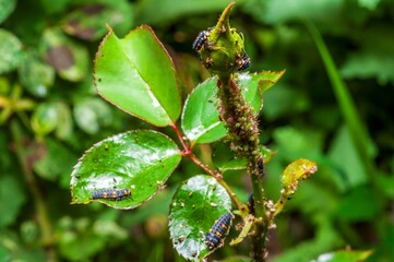 Ladybug larvae are feasting on aphids covering the rose leaves and buds in a garden.