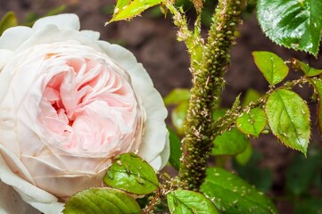 Close-up of a pale pink rose infested with green aphids, showcasing the damage to the plant.