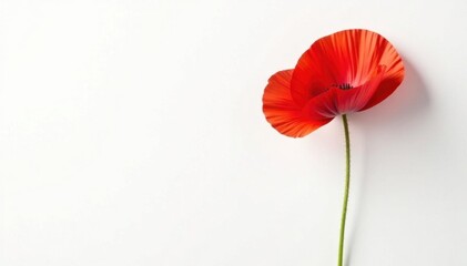 Single red poppy, vibrant petals, white background, botanical, field poppy, wallpaper