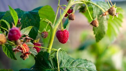 Close-up of red raspberries on the vine, displaying the vibrant color and textures of fresh produce.