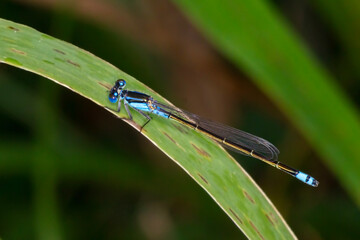 Common Bluetail Damselfly (Ischnura heterosticta) - Resting on Greenery
